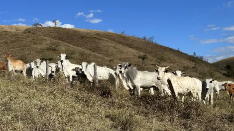imagem 1 - Fazenda para criação de gado de corte e plantação de milho, com mais de 612 hectares, em Cruzeiro-SP. imagem 1 - Fazenda para criação de gado de corte e plantação de milho, com mais de 612 hectares, em Cruzeiro-SP.