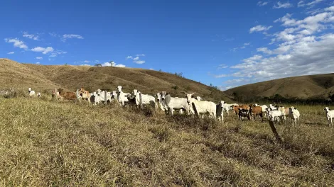 imagem 2 - Fazenda para criação de gado de corte e plantação de milho, com mais de 612 hectares, em Cruzeiro-SP. imagem 2 - Fazenda para criação de gado de corte e plantação de milho, com mais de 612 hectares, em Cruzeiro-SP.