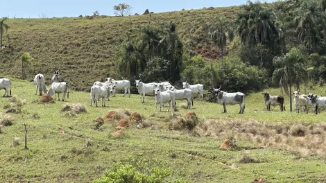 imagem 4 - Fazenda com 432 hectares - Lorena/SP imagem 4 - Fazenda com 432 hectares - Lorena/SP