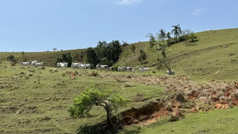 imagem 5 - Fazenda com 432 hectares - Lorena/SP imagem 5 - Fazenda com 432 hectares - Lorena/SP