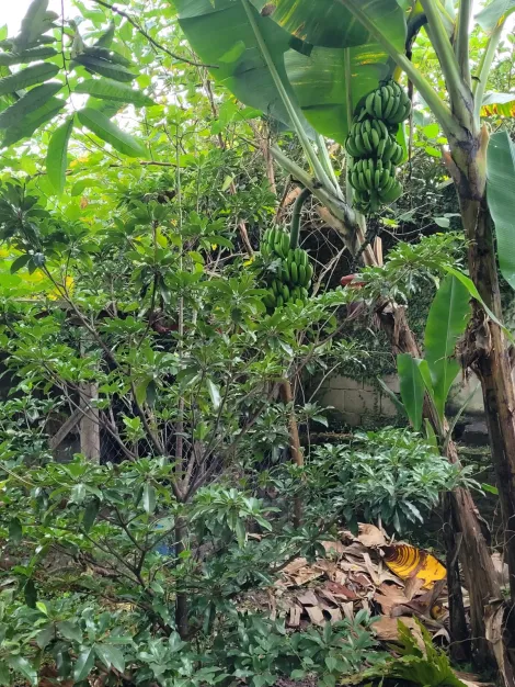 imagem 4 - Terreno com 1.200 m² - Condomínio Village Paineiras - Pindamonhangaba/SP. imagem 4 - Terreno com 1.200 m² - Condomínio Village Paineiras - Pindamonhangaba/SP.